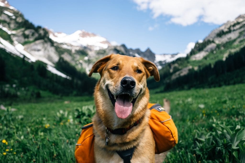Meet Diesel – Diesel The Adventure Dog